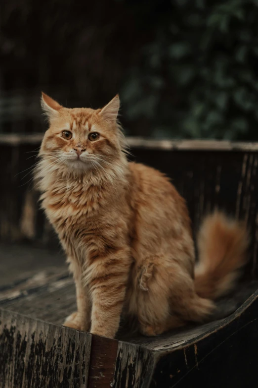 an orange cat sitting on top of a wooden bench, a picture, trending on unsplash, renaissance, extremely handsome, fluffy body, old male, a tall