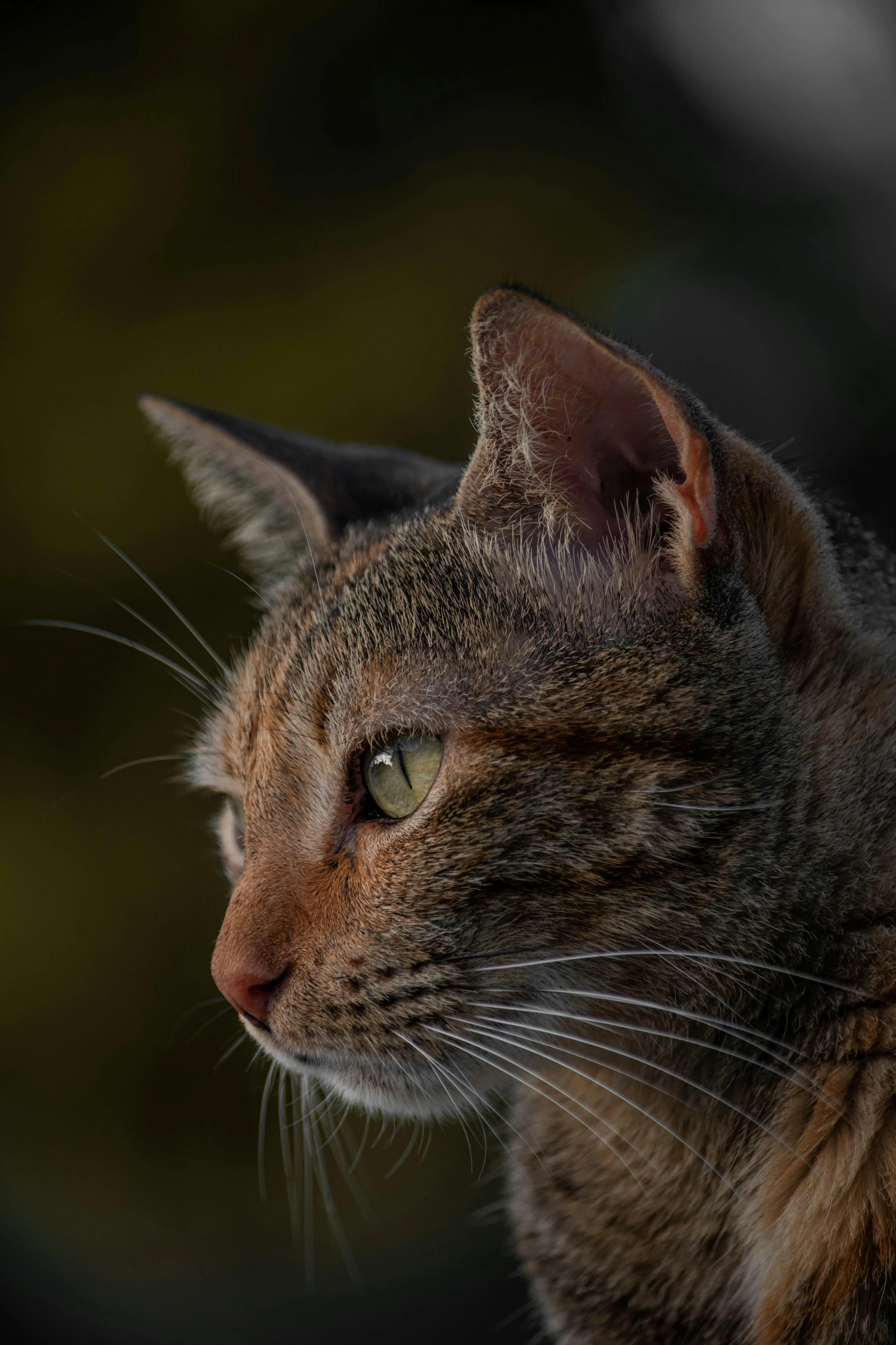 a close up of a cat with a blurry background, a picture, pexels contest winner, backlit ears, profile shot, today\'s featured photograph 4k, moody evening light