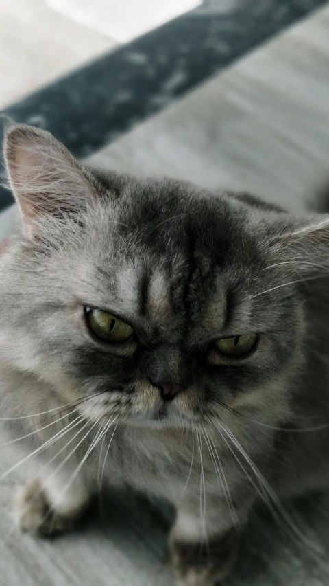 a cat sitting on the floor looking at the camera, by Terese Nielsen, pexels contest winner, angry frown, grey, closeup 4k, persian queen