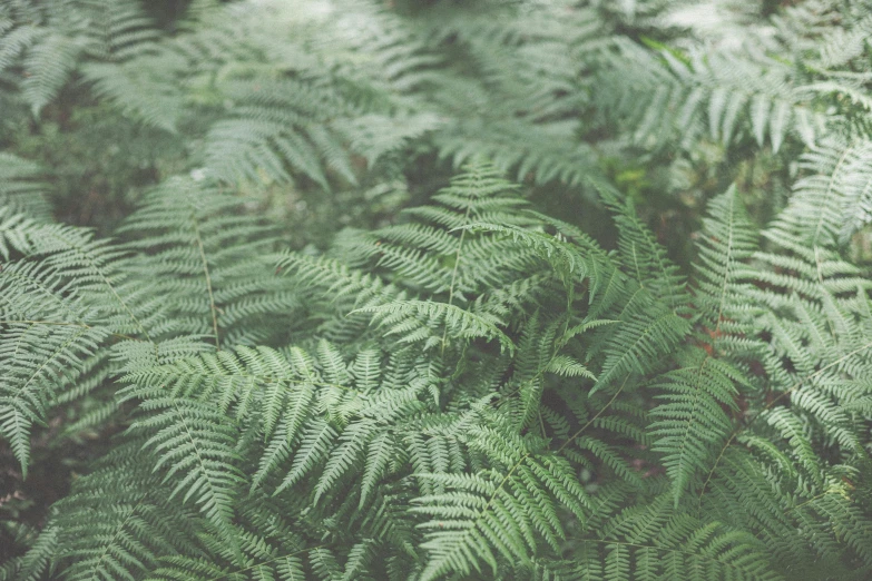 a forest filled with lots of green plants, an album cover, inspired by Elsa Bleda, unsplash, hurufiyya, fern, vsco film grain, medium format, nature photography 4k