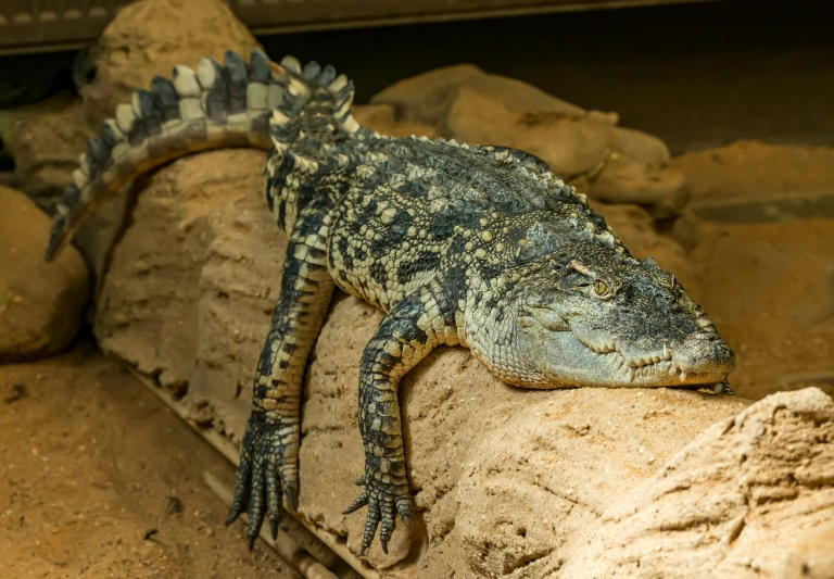 a close up of a lizard on a rock, crocodile loki, outback, museum photo, crawling towards the camera