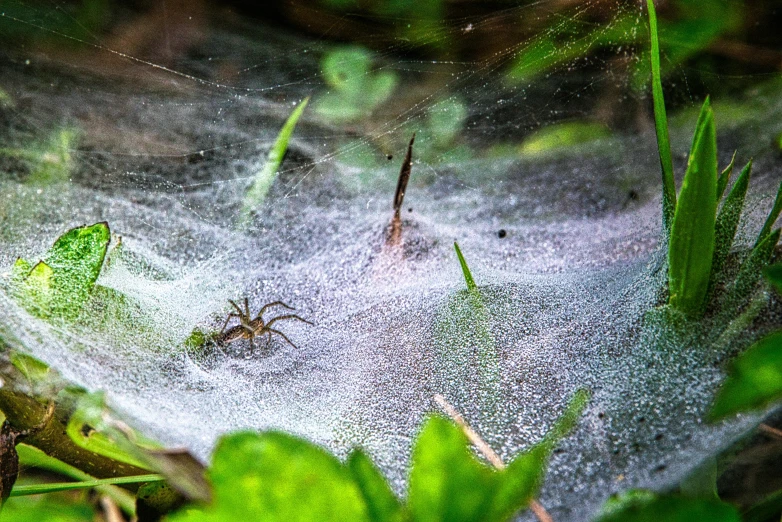 a spider sitting on top of a spider web, by Daniel Lieske, pixabay contest winner, net art, spores floating in the air, crawling on the ground, fresh from the printer, ignant