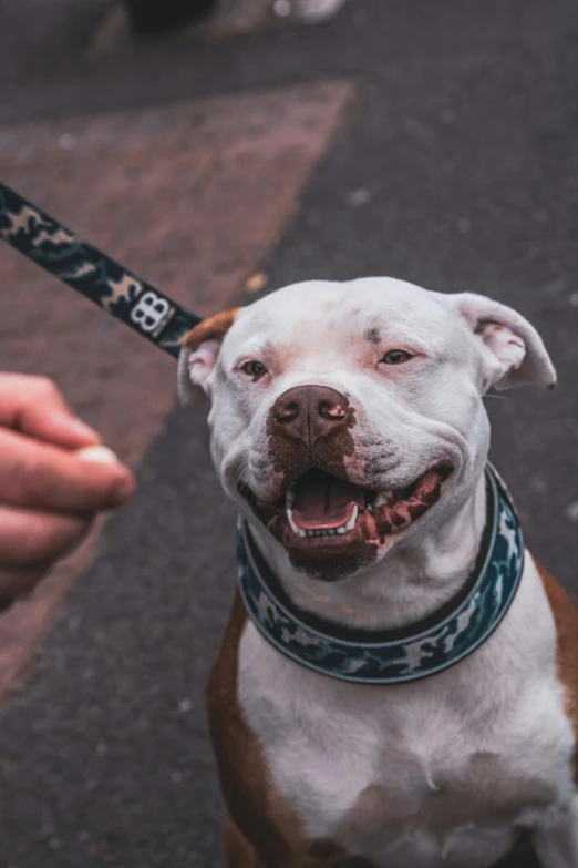 a close up of a person holding a dog on a leash, pexels contest winner, shaved face, welcoming grin, spotted, pits