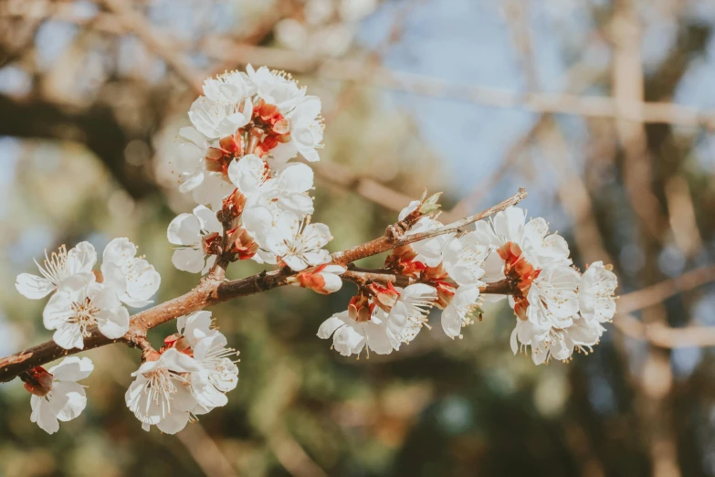 a close up of a branch of a tree with white flowers, by Emma Andijewska, trending on unsplash, red brown and white color scheme, manuka, background image, instagram post