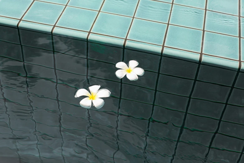 two white flowers are floating in a pool