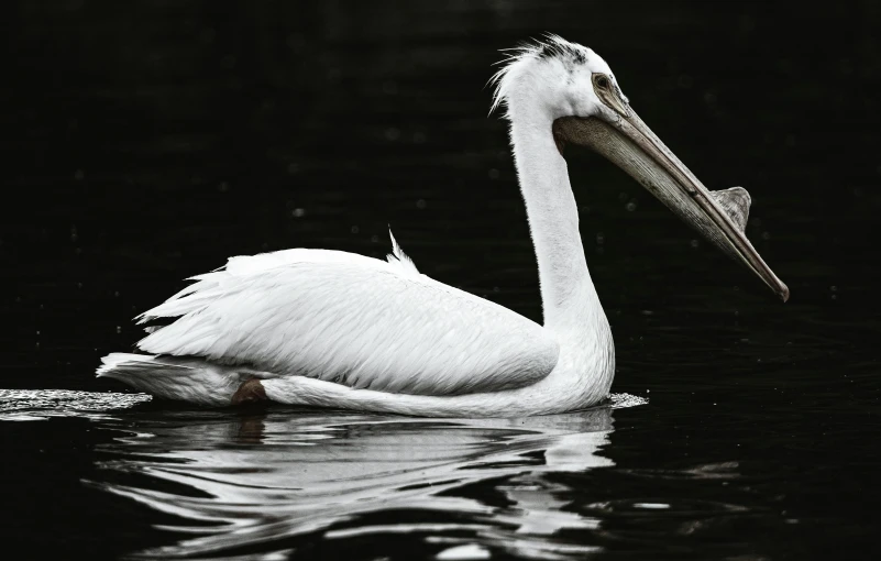 a large white bird floating on top of a body of water, a black and white photo, pexels contest winner, hurufiyya, big beak, male and female, half - length photo, battered