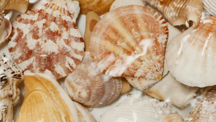 a pile of shells sitting on top of a table, translucent gills, thumbnail, fan favorite, clear photo