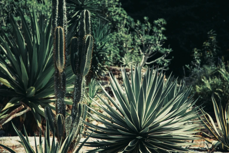 a group of cactus plants sitting next to each other, a colorized photo, pexels contest winner, lush landscaping, sleek spines, in a verdant garden, photo taken on fujifilm superia