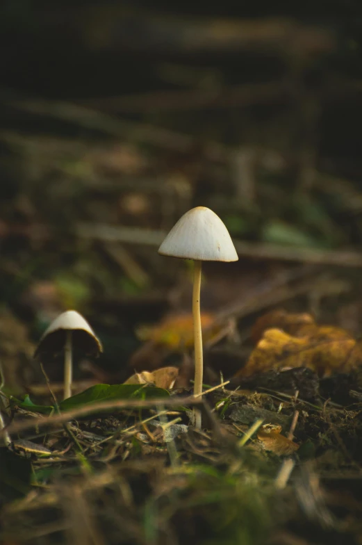 a group of mushrooms sitting on the ground, a macro photograph, inspired by Elsa Bleda, unsplash, tall thin, mushroom cap, ufo in a forest, perfectly poised