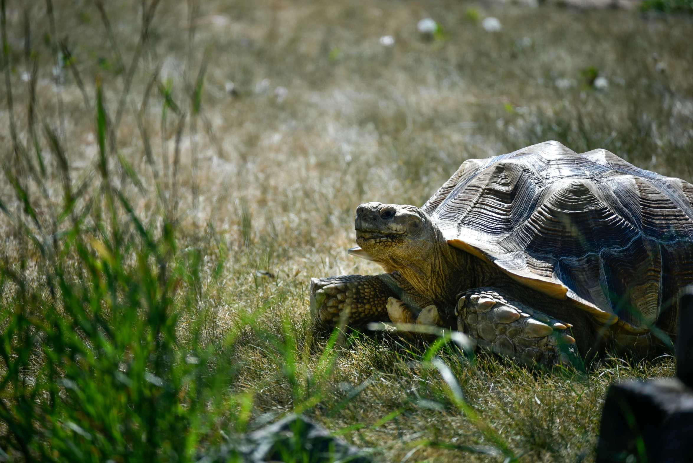 a turtle that is sitting in the grass, by Adam Marczyński, pexels contest winner, sun dappled, old male, at full stride, brown