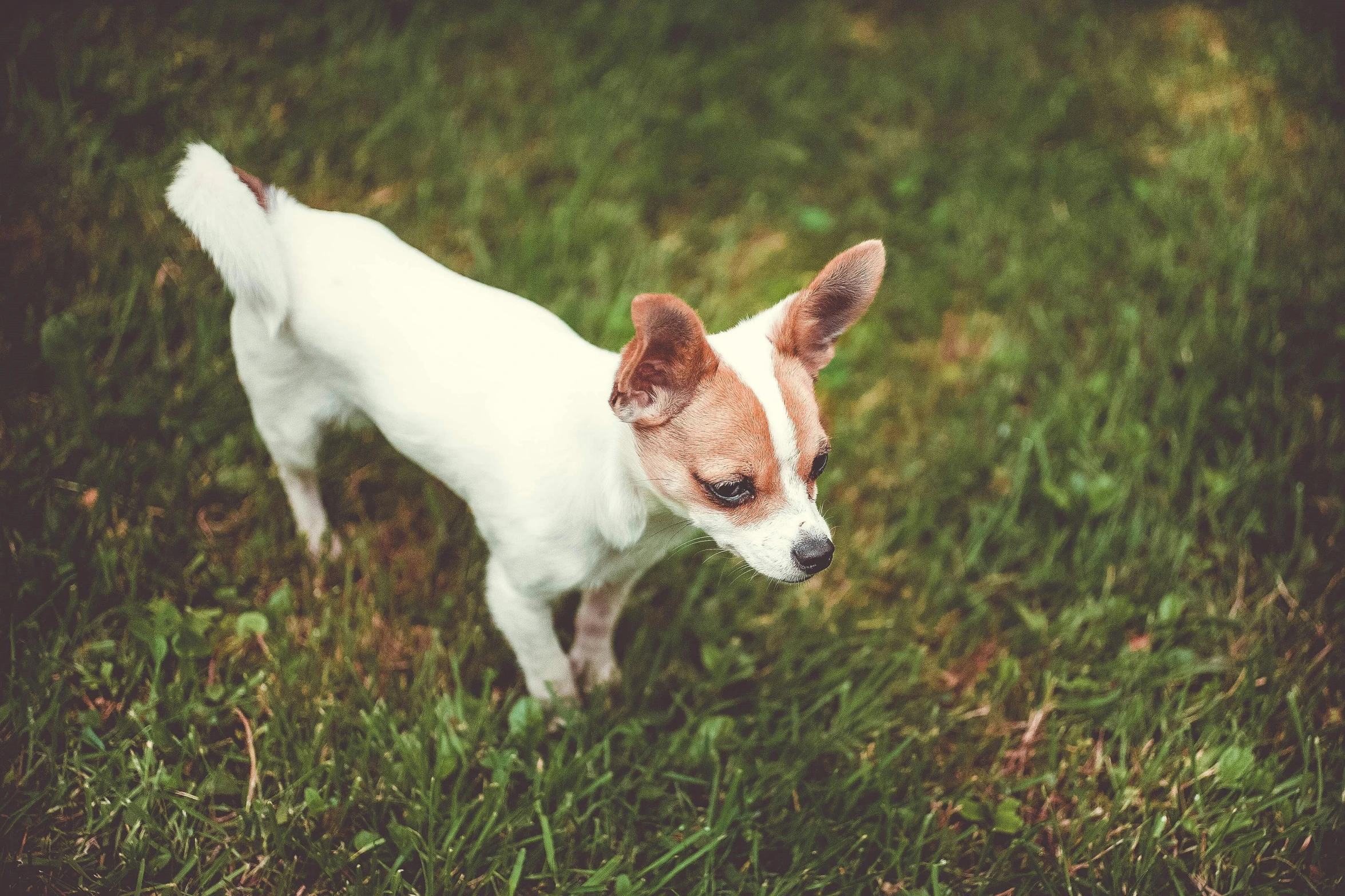 a small dog standing on top of a lush green field, by Elsa Bleda, pexels contest winner, renaissance, white, chihuahua, looking at the ground, 15081959 21121991 01012000 4k