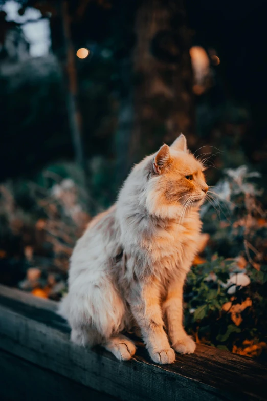 a cat sitting on top of a wooden fence, during a sunset, fluffy orange skin, unsplash photography, trending photo