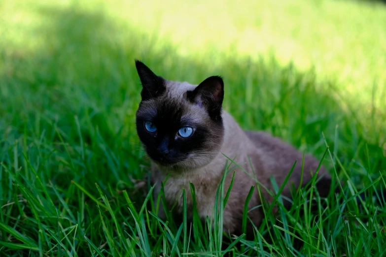 a cat that is sitting in the grass, on a green lawn, black and blue eyes, avatar image, fan favorite