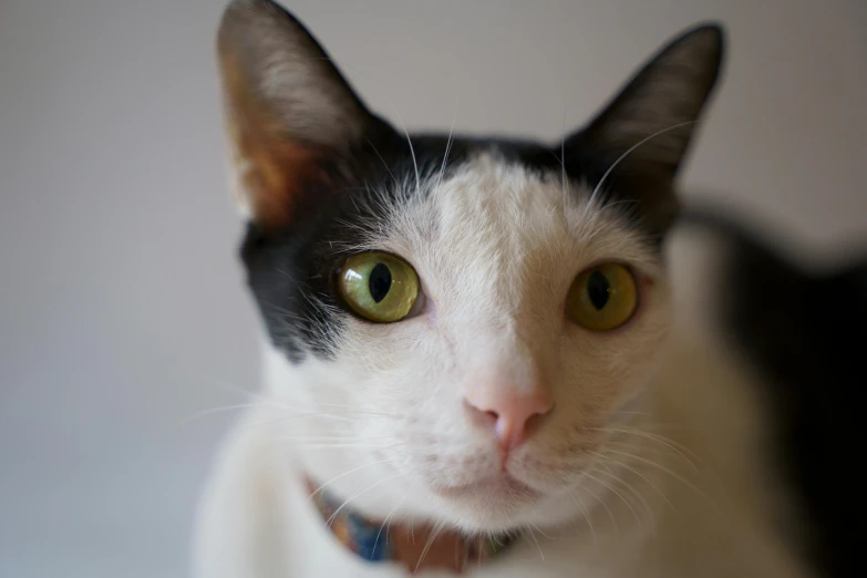 a black and white cat with green eyes, a portrait, unsplash, white neck visible, white with chocolate brown spots, low - angle shot, white male