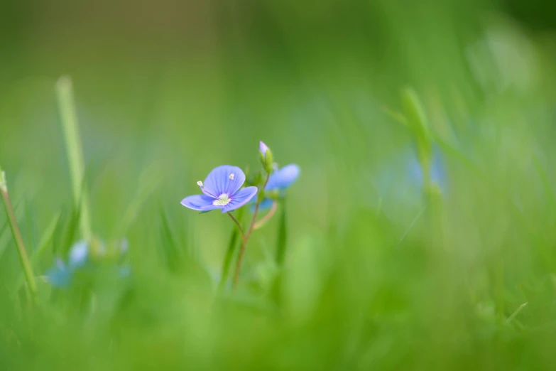 a small blue flower sitting on top of a lush green field, a macro photograph, by David Simpson, minimalism, medium format. soft light, flax, in a woodland glade, portrait of small