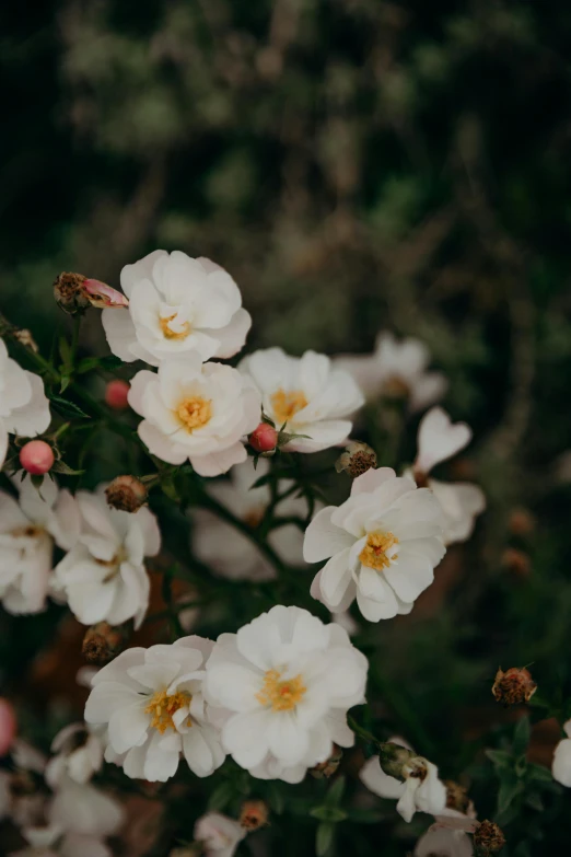 a bunch of white flowers sitting on top of a lush green field, trending on unsplash, romanticism, rose twining, high quality photo, manuka, high angle close up shot