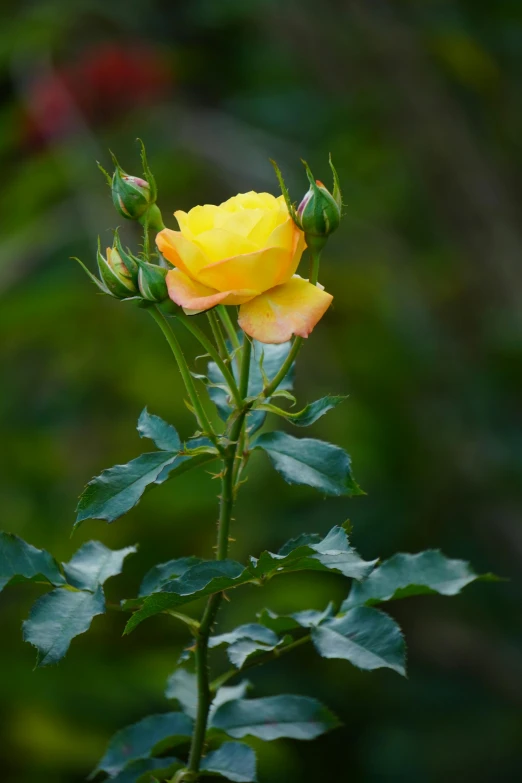 a single yellow rose sitting in the middle of green leaves