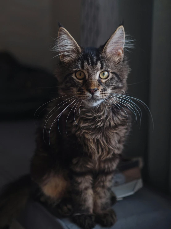 a cat sitting on top of a window sill, a picture, trending on unsplash, renaissance, serious looking mainecoon cat, high quality photo, looking defiantly at the camera, shot with sony alpha