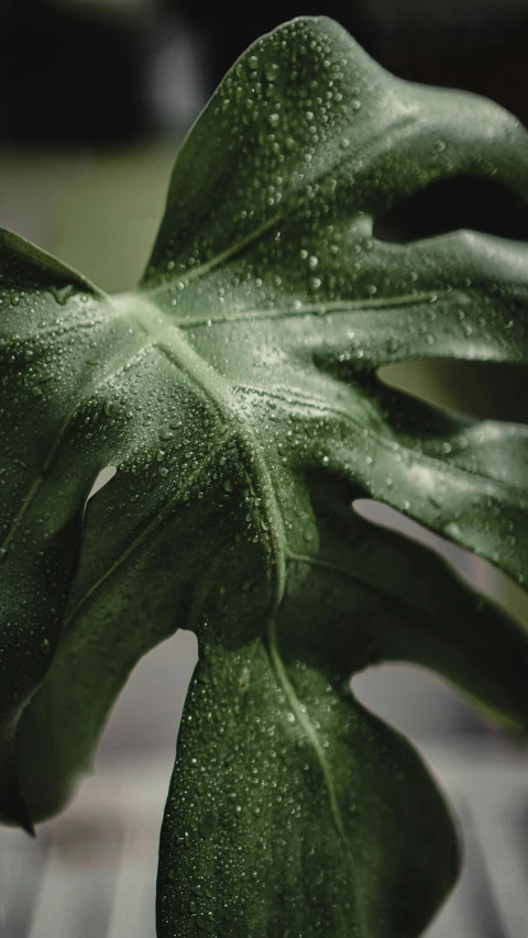 a close up of a plant with water droplets on it, inspired by Elsa Bleda, trending on unsplash, photorealism, monstera deliciosa, low quality photo, photorealistic octane render 8 k, grainy photo