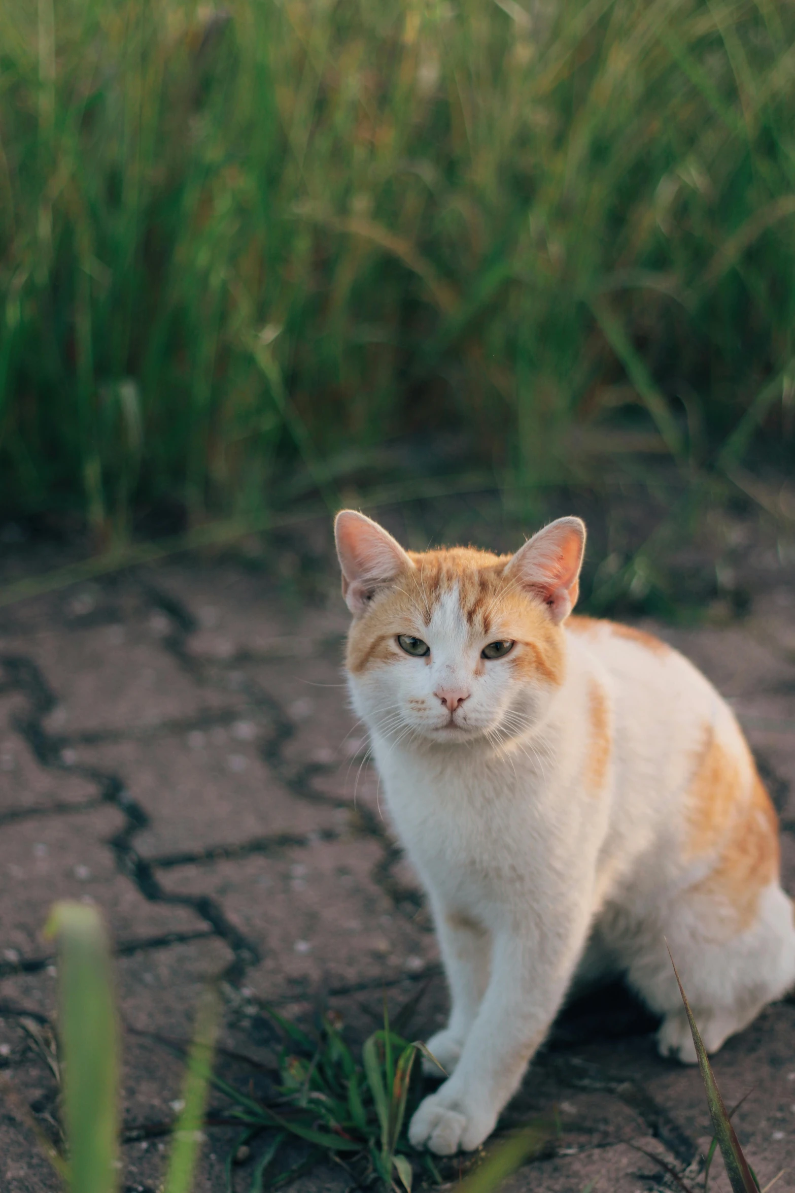 an orange and white cat sitting on the ground, a picture, by Niko Henrichon, unsplash, renaissance, at twilight, katsushika, about to step on you, taken in the late 2010s