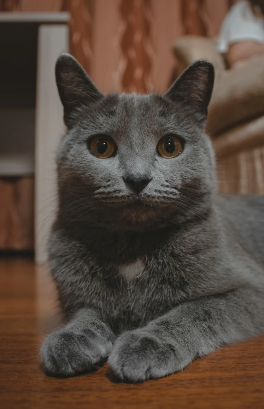 a gray cat laying on top of a wooden floor, pexels contest winner, perfectly proportioned face, sitting on a couch, frontal close up, high resolution photo