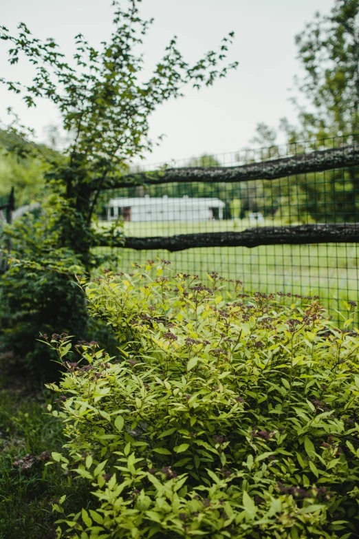 a bride and groom standing in front of a fence, a digital rendering, by Tom Bonson, unsplash, shrubs, volleyball net, panoramic shot, central farm