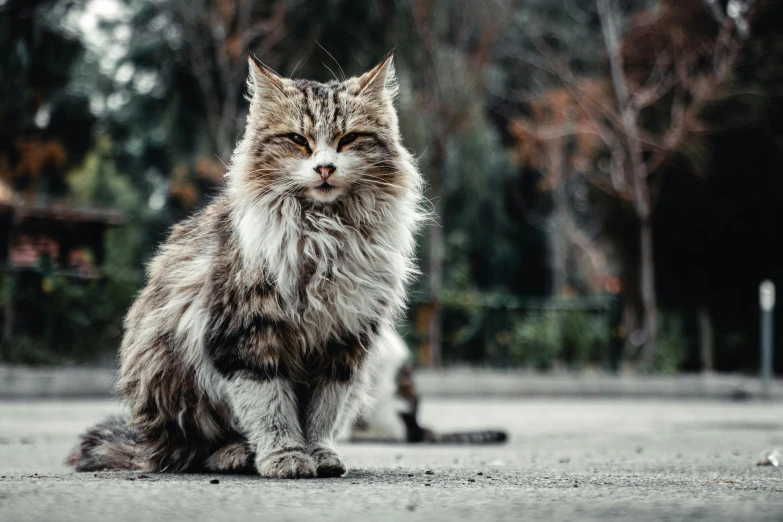 a cat sitting on the ground with its eyes closed, pexels contest winner, disheveled, smirking at the camera, slightly pixelated, old male