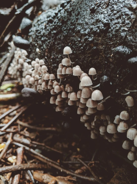 a bunch of mushrooms sitting on the ground by some rocks