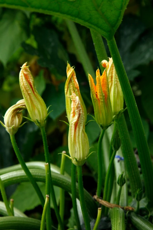 a group of flowers sitting on top of a lush green field, hymenocallis coronaria, taken in the late 2000s, growths, tastes