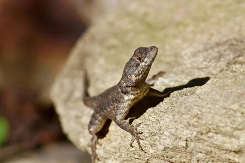 a small lizard sitting on top of a rock, by Gwen Barnard, pexels contest winner, renaissance, panels, standing on rocky ground, well preserved, backpfeifengesicht