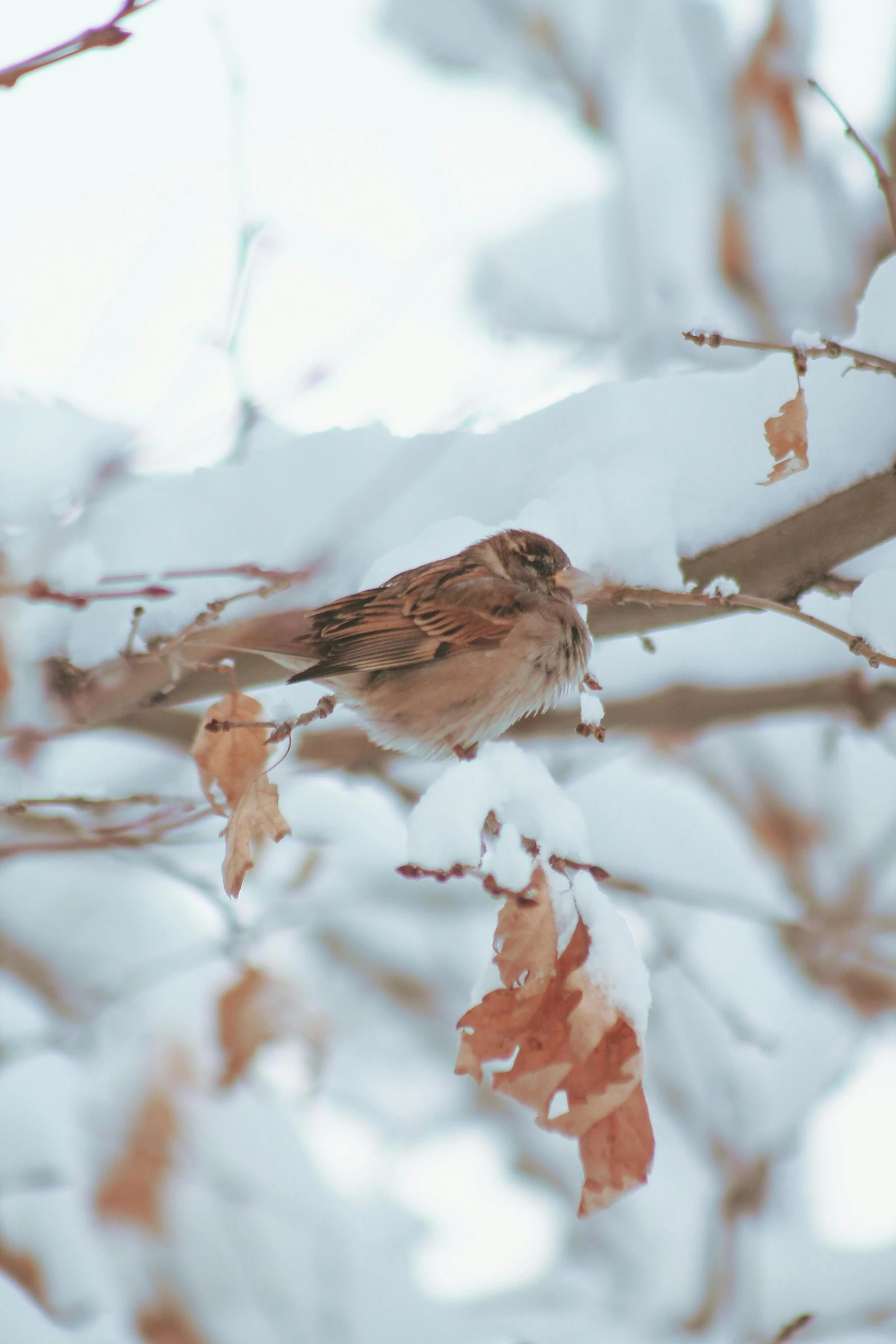 a bird sitting on top of a tree branch covered in snow, sitting on a leaf