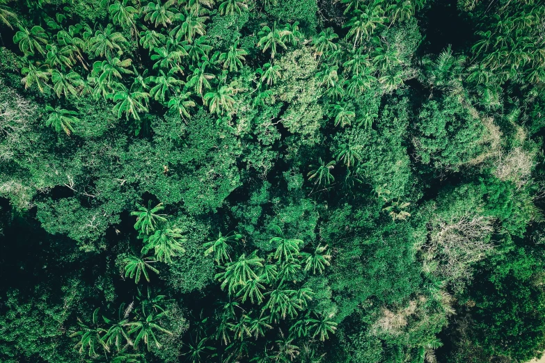 an aerial view of a lush green forest, a screenshot, unsplash, sumatraism, cannabis leaves, ((trees)), jungle grunge, high resolution