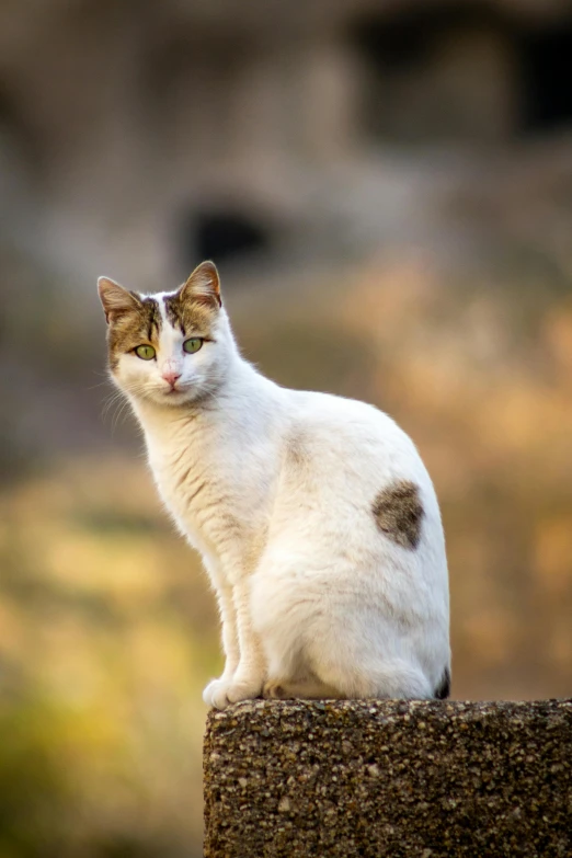 a white cat sitting on top of a stone wall, facing the camera, during a sunset, mixed animal, tabaxi male