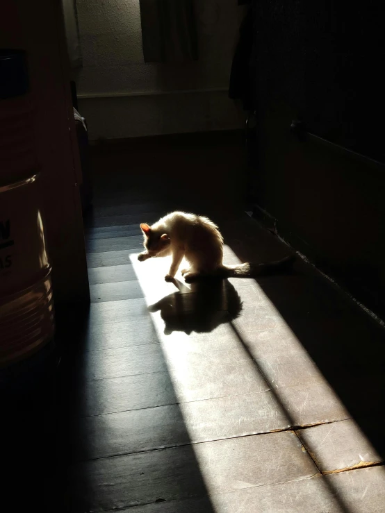 a cat sitting on the floor in a dark room, by Muggur, light and space, sun behind her, brightly lit!, ignant, a high angle shot