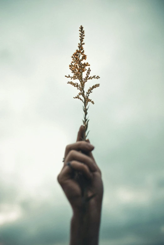 a person holding a plant in their hand, by Adam Marczyński, unsplash, with branches! reaching the sky, made of dried flowers, blade of grass, 15081959 21121991 01012000 4k