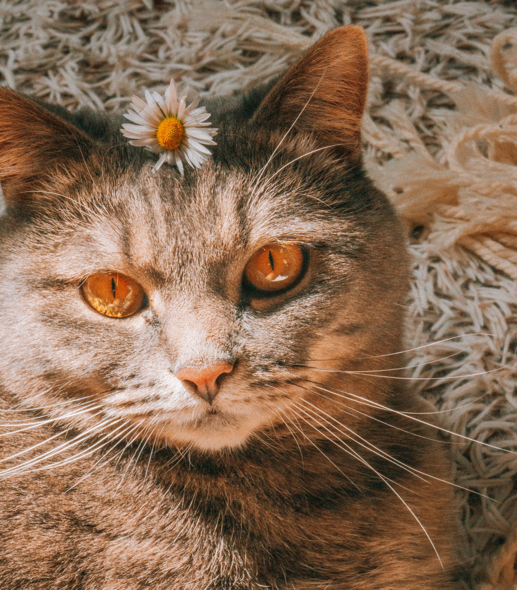 a close up of a cat with a flower on its head, a portrait, by Niko Henrichon, trending on pexels, nostalgic 8k, bedroom eyes, 2263539546], glowing