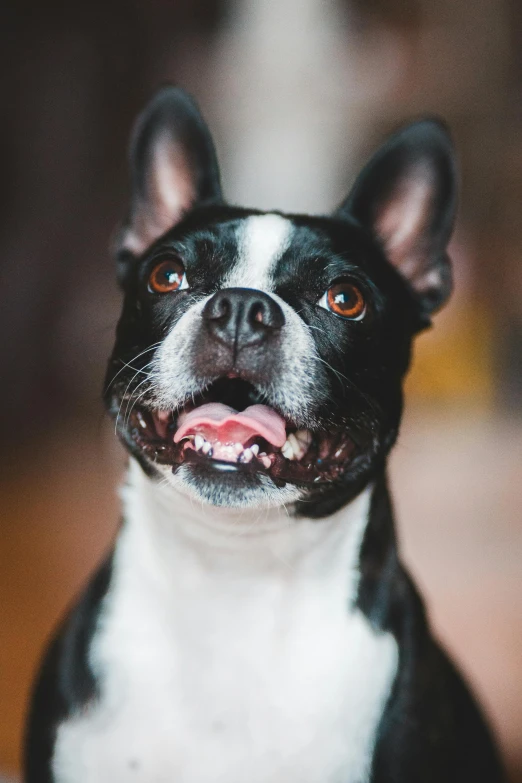 a black and white dog sitting on top of a wooden floor, showing teeth, zoomed in shots, large ears, highly polished