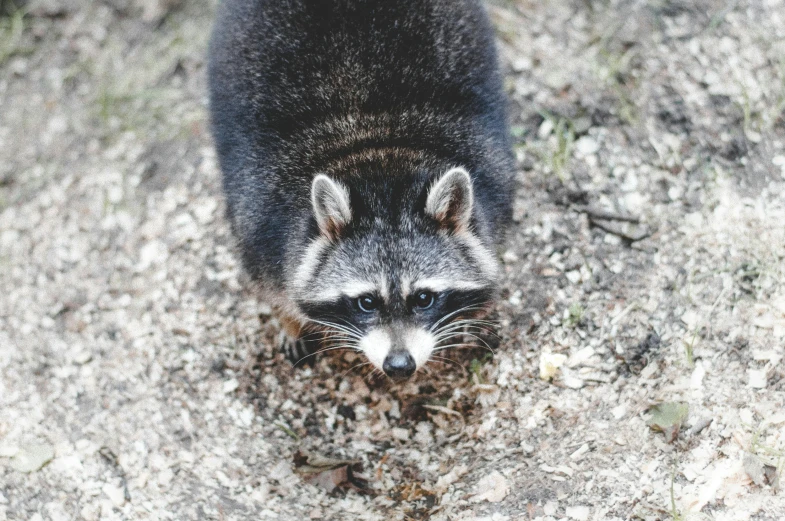 a close up of a raccoon on the ground, pexels contest winner, a high angle shot, mixed animal, hunting, black