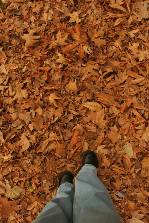 a person standing on top of a pile of leaves, an album cover, trending on pexels, brown boots, full frame image, mycologist, carpeted floor