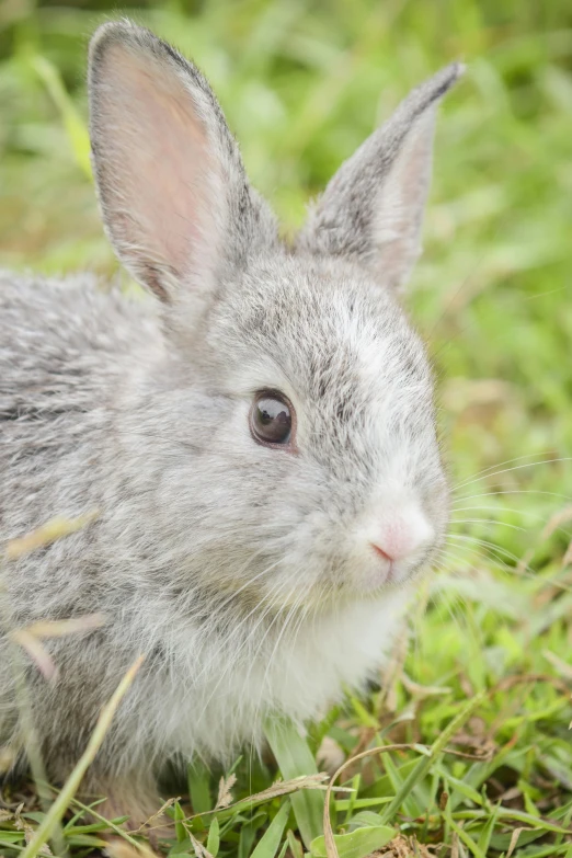 a rabbit that is sitting in the grass