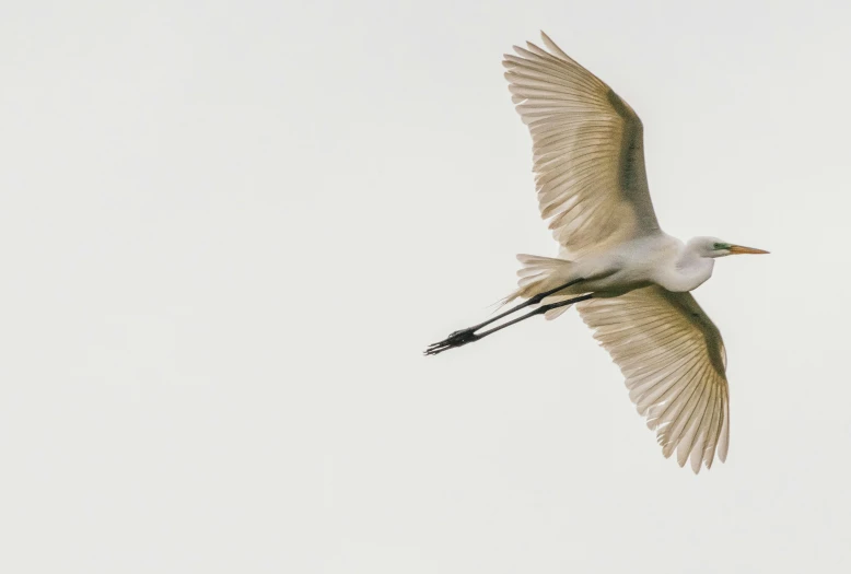 a white bird is flying in the sky, by Will Ellis, pexels contest winner, arabesque, albino, banner, crane shot, white backround