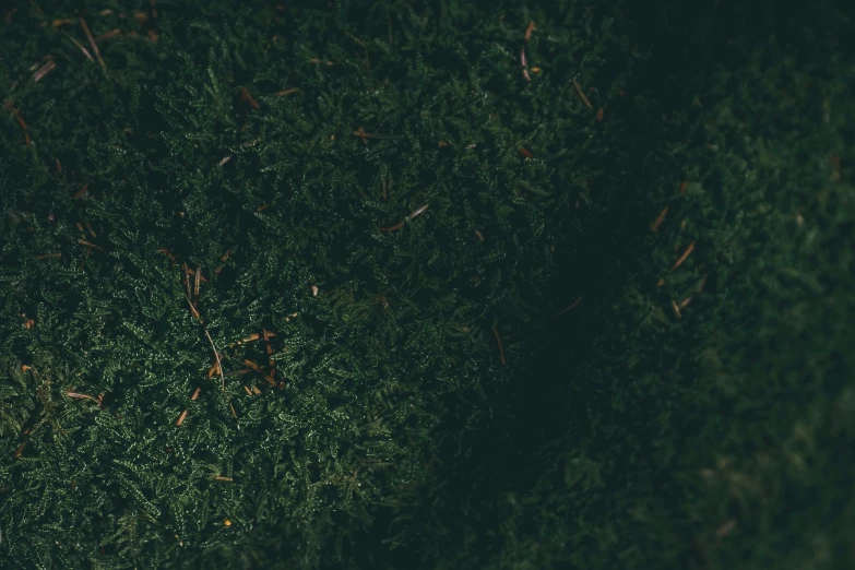 a red fire hydrant sitting on top of a lush green field, an album cover, inspired by Elsa Bleda, trending on unsplash, hurufiyya, crawling along a bed of moss, seen from straight above, texture detail, ( ( dark green