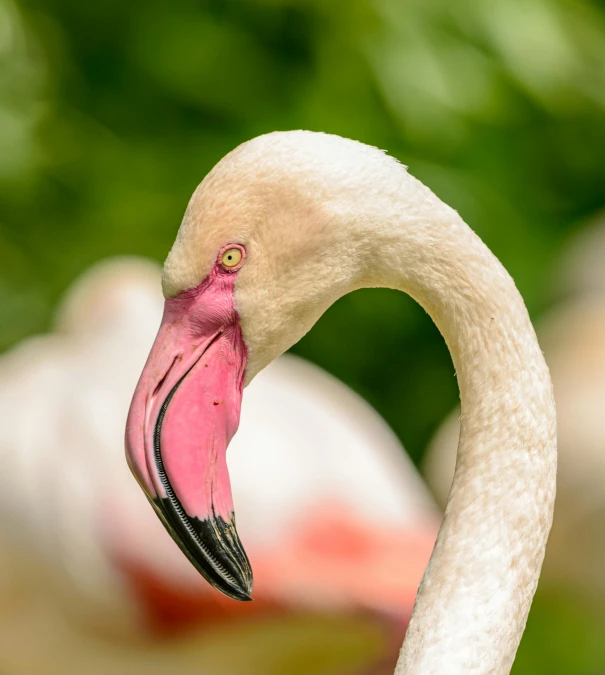 a close up of a flamingo's head and neck, by Hans Werner Schmidt, unsplash, hurufiyya, today\'s featured photograph 4k, beautiful female white, young male, rounded beak