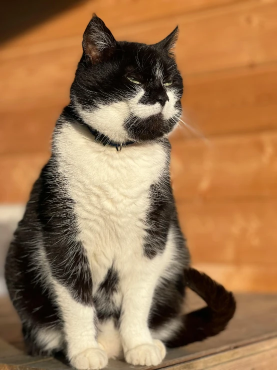 a black and white cat sitting on top of a table, in the sun, with a white nose, meditating pose, neck zoomed in