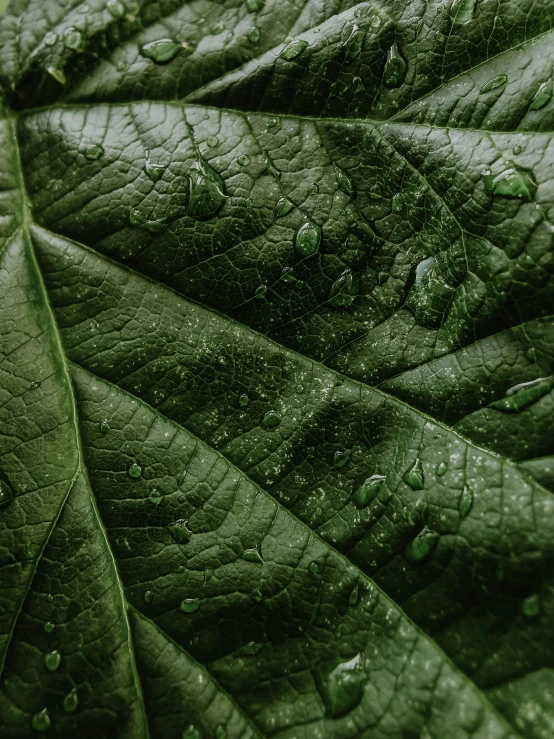 a close up of a leaf with water droplets on it, by Adam Marczyński, unsplash contest winner, ( ( dark green, wrinkled skin, 🍸🍋