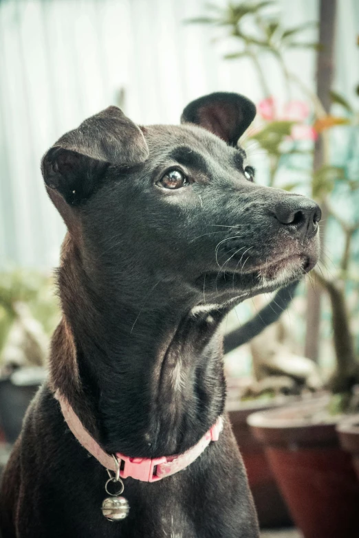 a black dog sitting in front of a potted plant, inspired by Elke Vogelsang, pexels contest winner, photorealism, headshot of young female furry, bali, of a lovely, holy