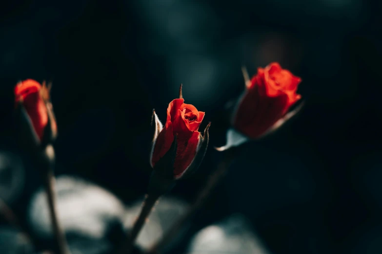 two red roses blossoming out on the stem