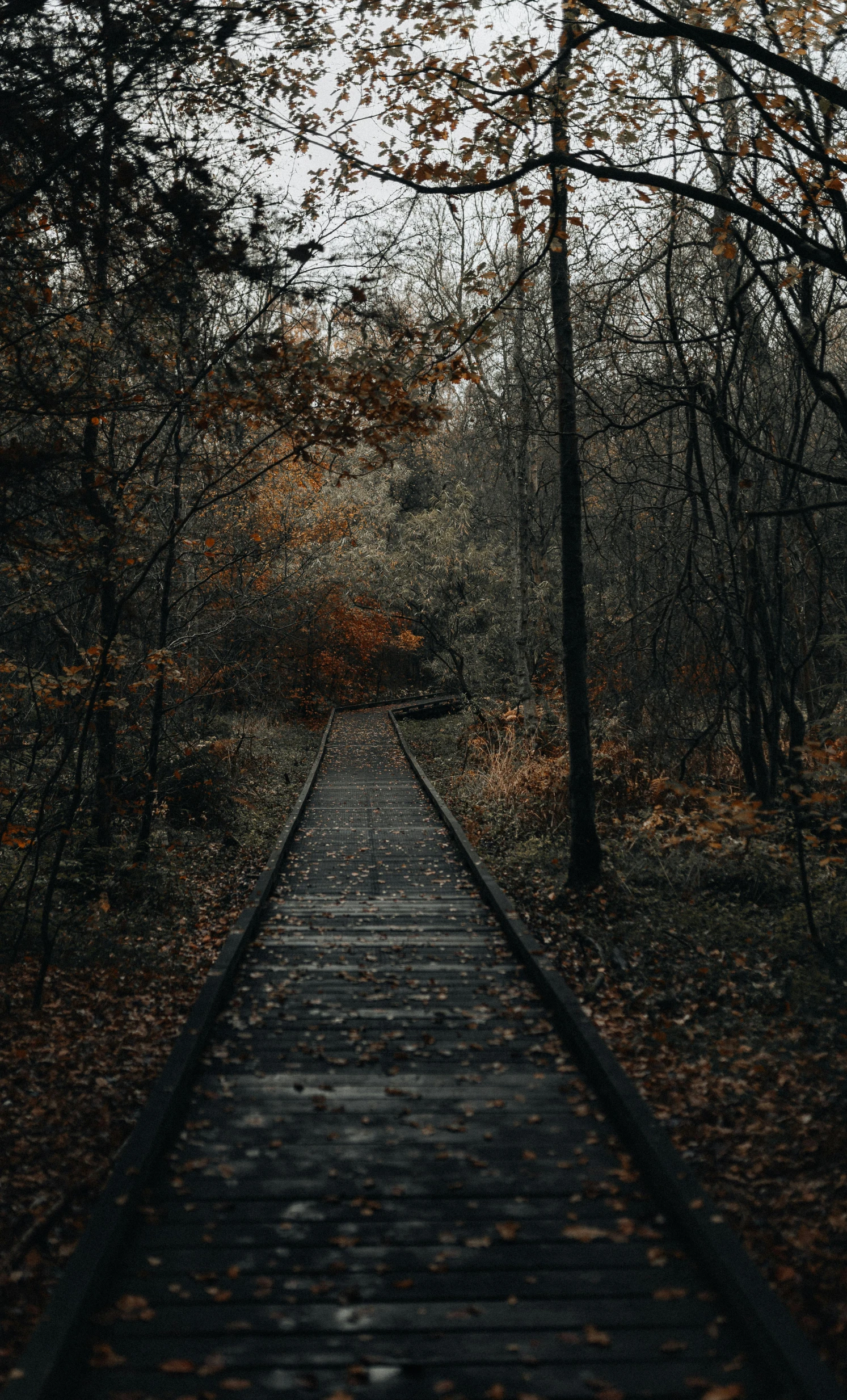 a narrow wooden trail in the middle of the woods with brown leaves