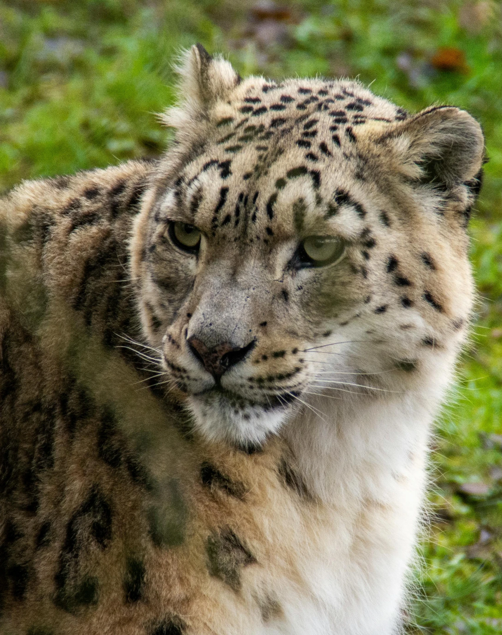 a snow leopard sitting on top of a lush green field, smug smirk, taken in the early 2020s, but very good looking”