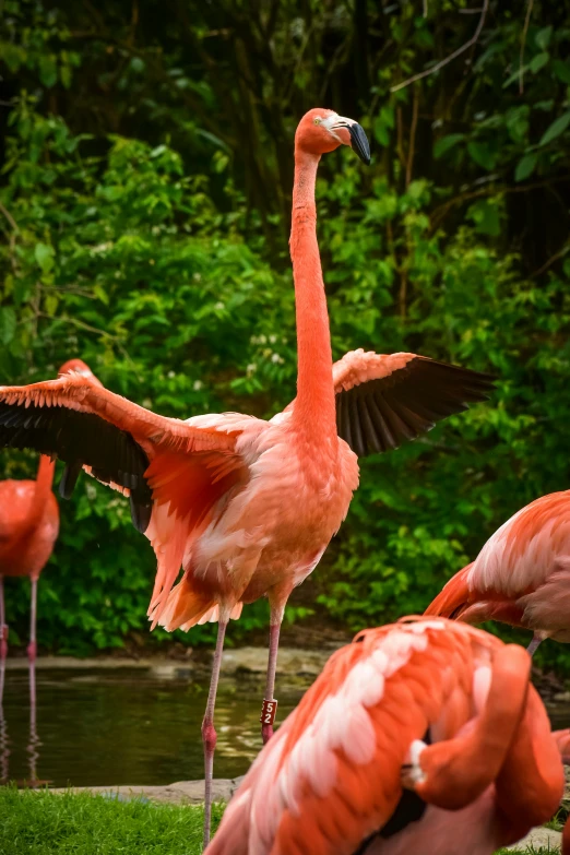 a flock of flamingos standing on top of a lush green field, in the zoo exhibit, arms stretched out, close-up!!!!!!, no crop